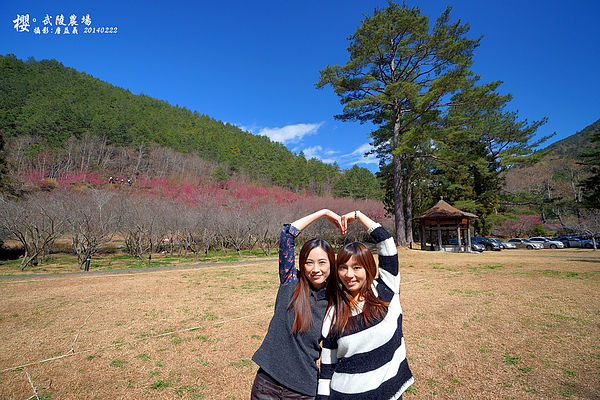 20140222武陵農場櫻花