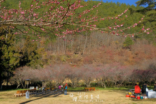 武陵紅白梅山櫻花2015