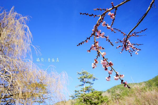 武陵農場紅白梅花山櫻花