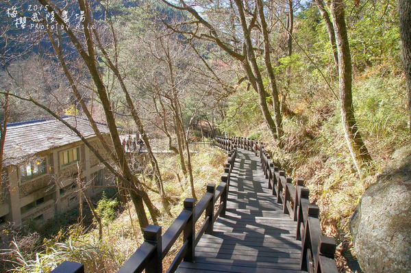 武陵紅白梅山櫻