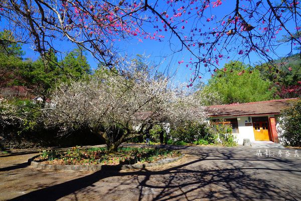 武陵農場紅白梅花山櫻花