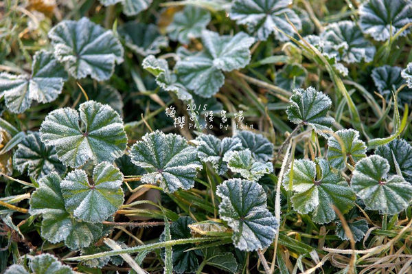 武陵紅白梅山櫻