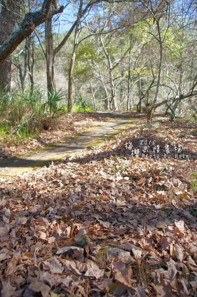 武陵紅白梅山櫻花2015