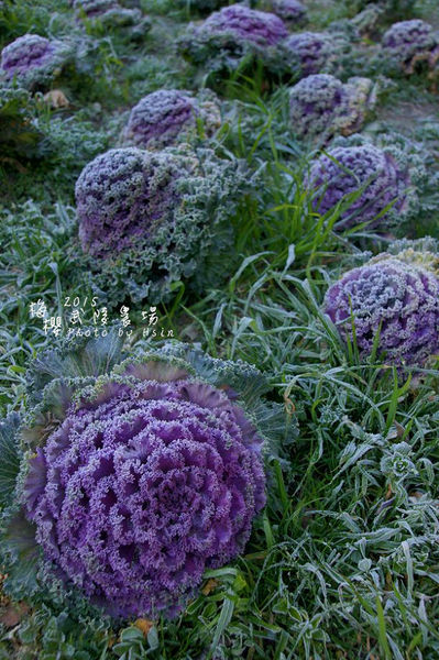 武陵紅白梅山櫻花2015