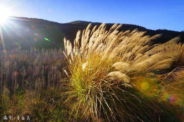 武陵農場紅白梅花山櫻花