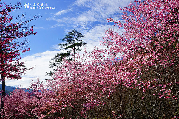 20140222武陵農場櫻花
