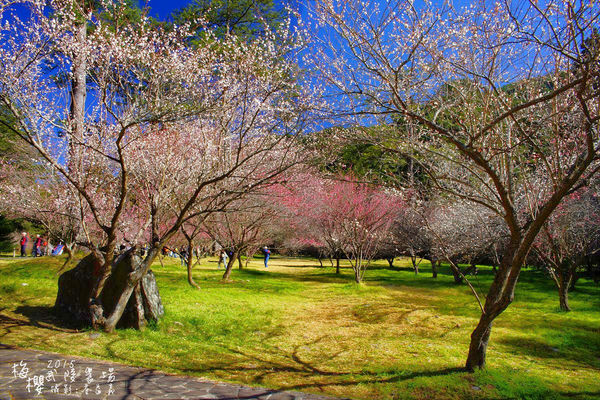 武陵紅白梅山櫻花2015