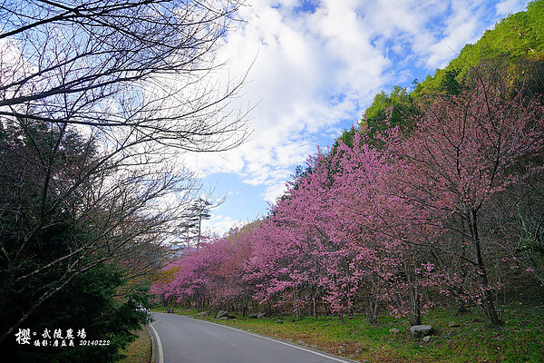 20140222武陵農場櫻花