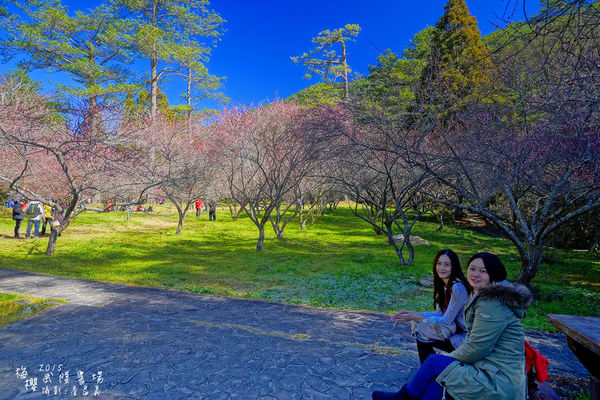 武陵紅白梅山櫻花2015