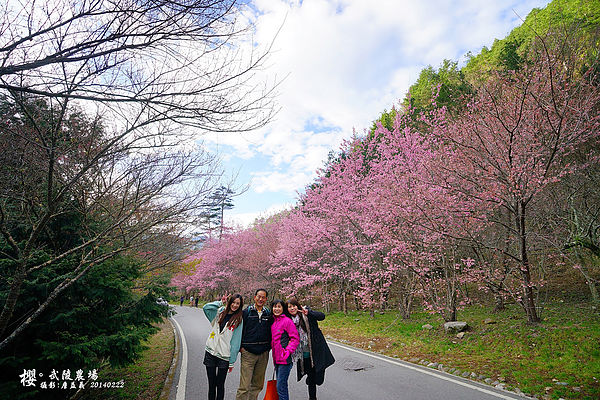 20140222武陵農場櫻花