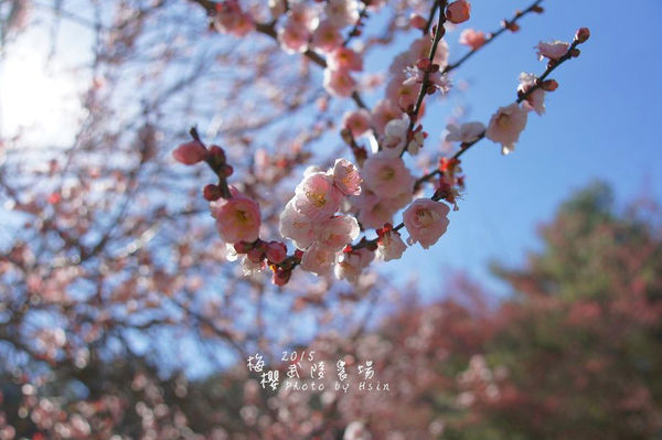 武陵紅白梅山櫻花2015