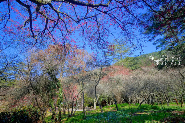 武陵紅白梅山櫻花2015