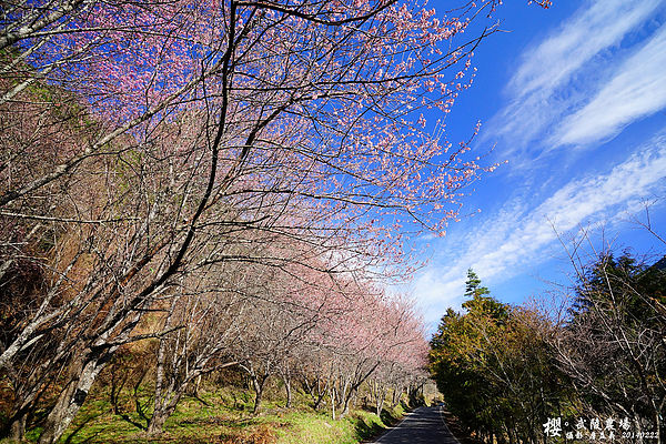 20140222武陵農場櫻花