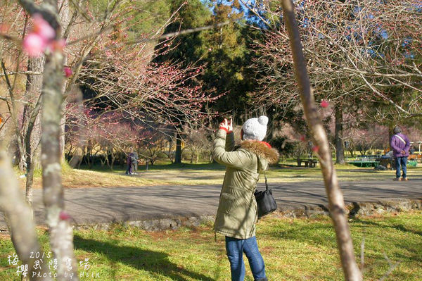 武陵紅白梅山櫻花2015