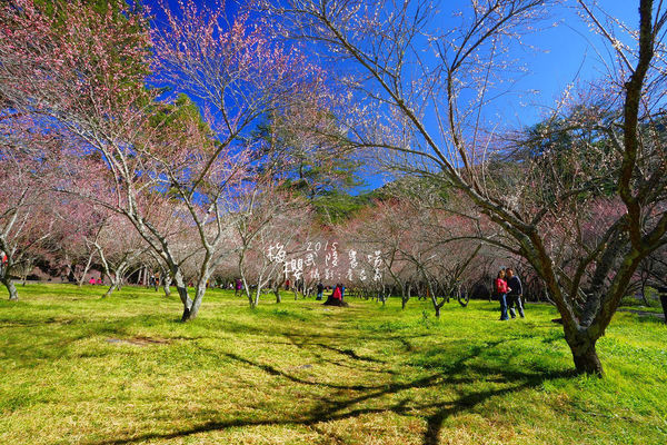 武陵紅白梅山櫻花2015
