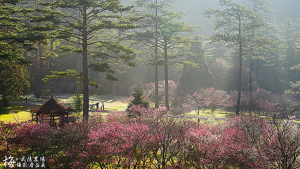 武陵農場紅梅花