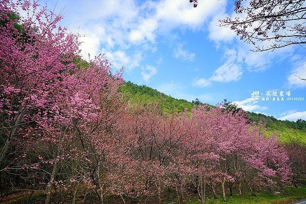 20140222武陵農場櫻花