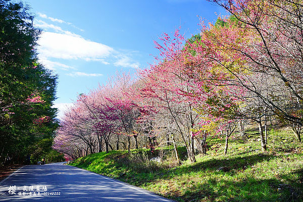 20140222武陵農場櫻花