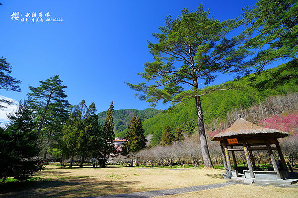 20140222武陵農場櫻花