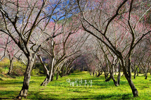 武陵紅白梅山櫻花2015