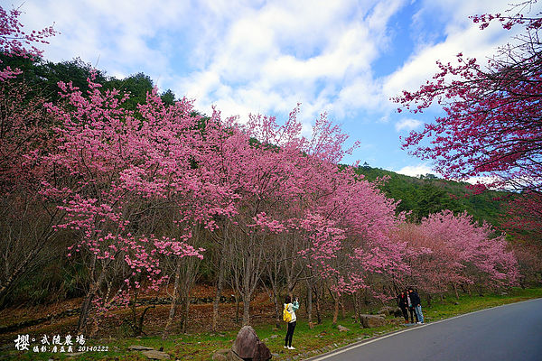 20140222武陵農場櫻花