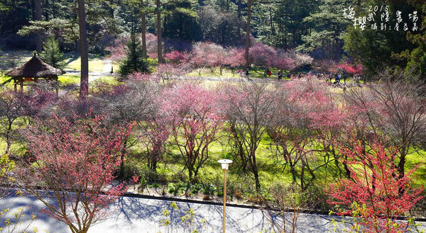 武陵紅白梅山櫻