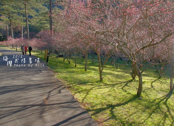 武陵紅白梅山櫻花2015