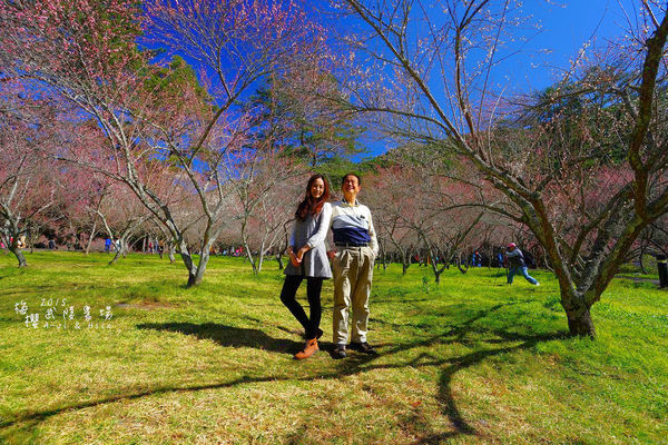 武陵紅白梅山櫻花2015