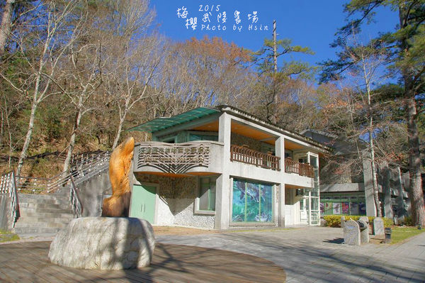 武陵紅白梅山櫻花2015