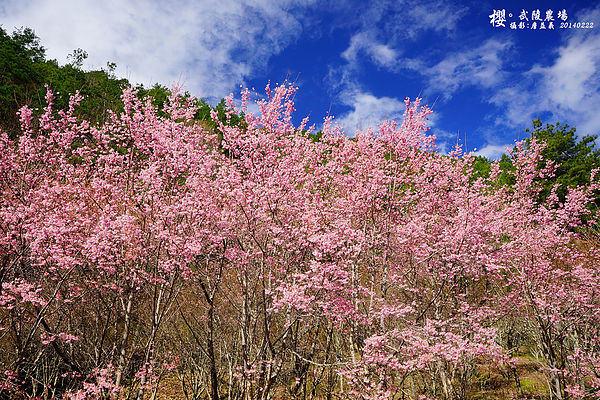 20140222武陵農場櫻花
