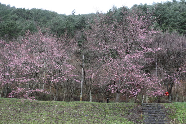武陵農場(Wuling Farm)：武陵農場・2016年櫻花季