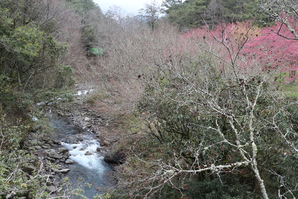武陵農場(Wuling Farm)：武陵農場・2016年櫻花季