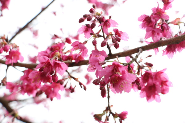 武陵農場(Wuling Farm)：武陵農場・2016年櫻花季