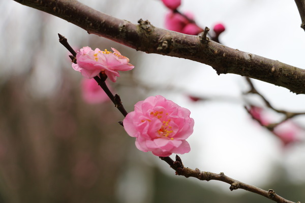 武陵農場(Wuling Farm)：武陵農場・2016年櫻花季