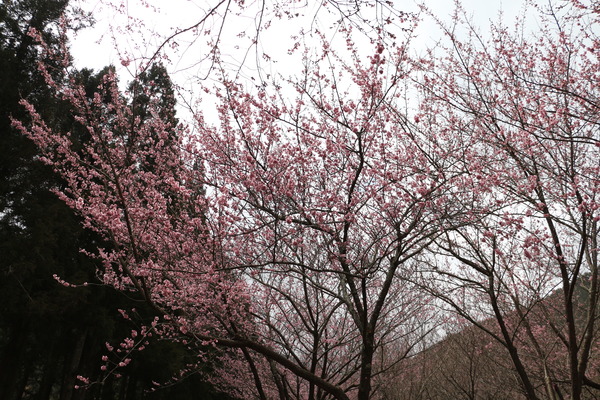 武陵農場(Wuling Farm)：武陵農場・2016年櫻花季