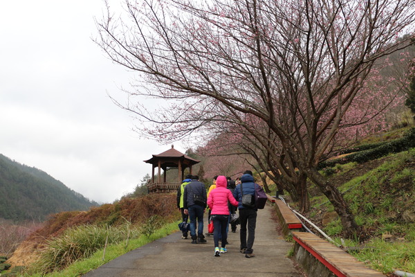 武陵農場(Wuling Farm)：武陵農場・2016年櫻花季