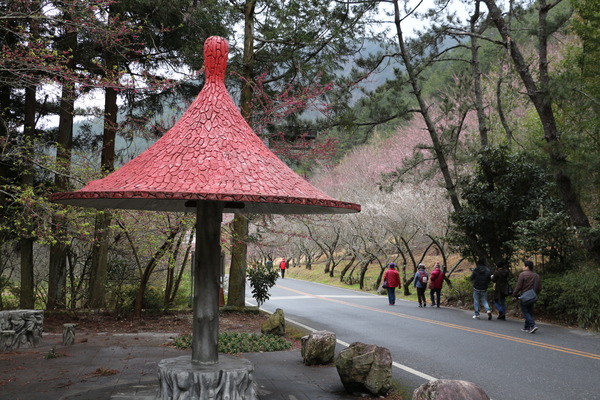 武陵農場(Wuling Farm)：武陵農場・2016年櫻花季