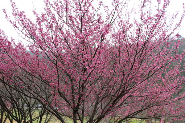 武陵農場(Wuling Farm)：武陵農場・2016年櫻花季