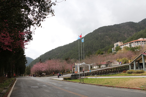 武陵農場(Wuling Farm)：武陵農場・2016年櫻花季