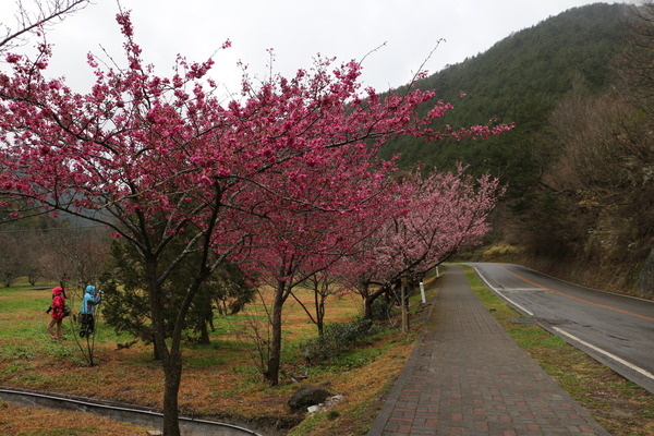 武陵農場(Wuling Farm)：武陵農場・2016年櫻花季