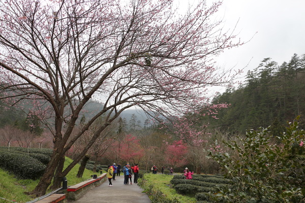 武陵農場(Wuling Farm)：武陵農場・2016年櫻花季