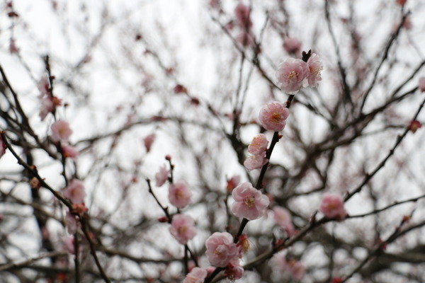 武陵農場(Wuling Farm)：武陵農場・2016年櫻花季