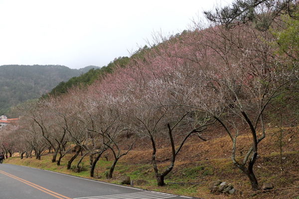 武陵農場(Wuling Farm)：武陵農場・2016年櫻花季
