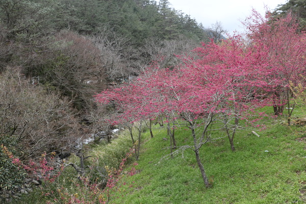 武陵農場(Wuling Farm)：武陵農場・2016年櫻花季