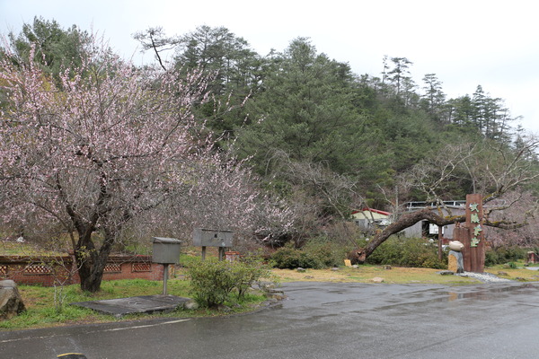 武陵農場(Wuling Farm)：武陵農場・2016年櫻花季