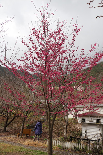 武陵農場(Wuling Farm)：武陵農場・2016年櫻花季