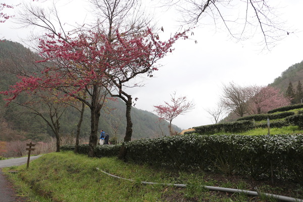 武陵農場(Wuling Farm)：武陵農場・2016年櫻花季