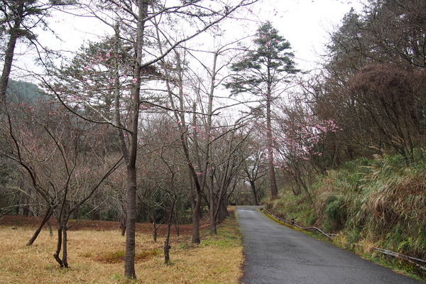 武陵農場(Wuling Farm)：武陵農場・2016年櫻花季