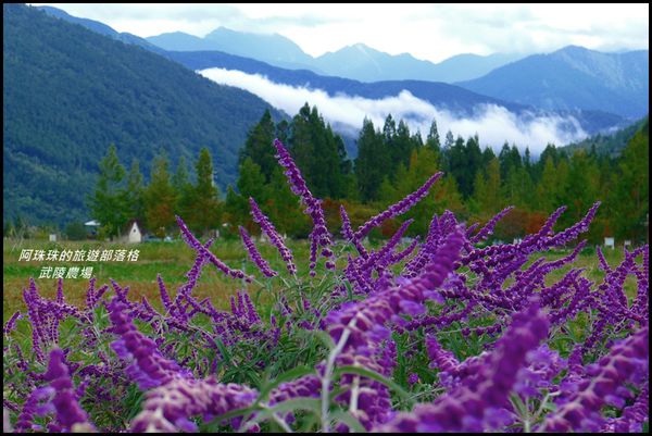 武陵農場93.JPG