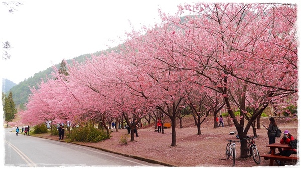 武陵農場(Wuling Farm)：【雪霸◍•ᴗ•◍國家公園】賞花・武陵農場櫻花季✯2015年2/23紅粉佳人花況九成｜嬌柔的粉色浪漫